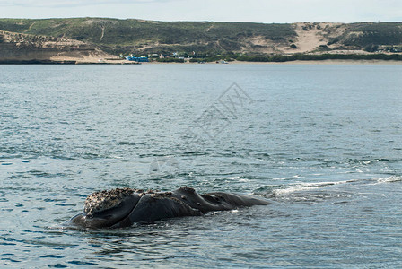表面的观光右鲸濒危图片