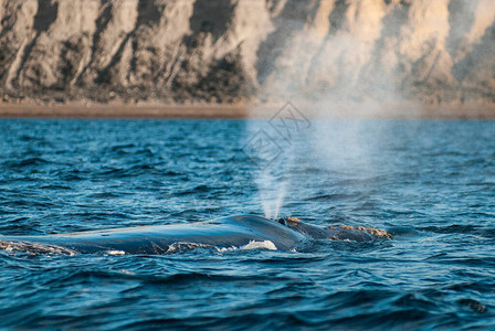 鲸鱼呼吸瓦尔德斯半图片
