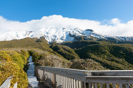 在埃格蒙特山下的高山植被图片