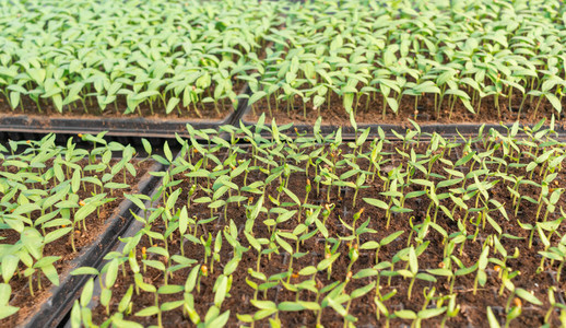 在地面温室的kachets茄子幼苗从土壤中长出的小芽农工综合体环保产品农业用地背景图片