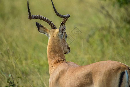 南非自然储备的Impalaant图片