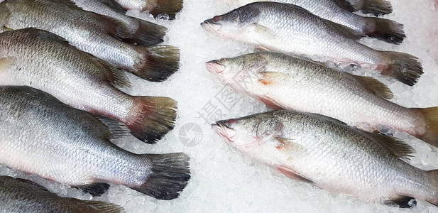 冷冻在冰上供海鲜市场或超市销售的亚洲新鲜海贝Lattice或Barra图片