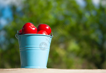 一小桶装饰的蓝色水桶满樱桃莓在花园的桌子图片