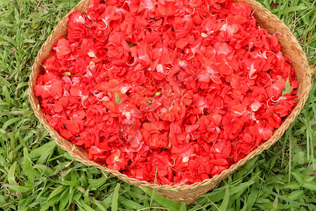 红凤仙香脂柳条篮中的凤仙花红BungaPacarAir被巴厘岛的印度教信徒用作祭图片