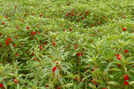 红花开绿叶凤仙香选择焦点柳条篮中的凤仙花Balsamina花这花在巴厘岛的印度教信徒作为图片