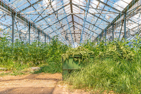 农场种植有机蔬菜的温室图片