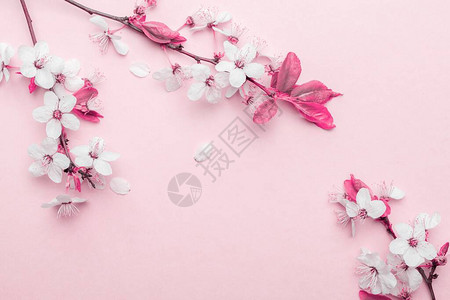 五月花图片 五月花素材 五月花高清图片 摄图网图片下载