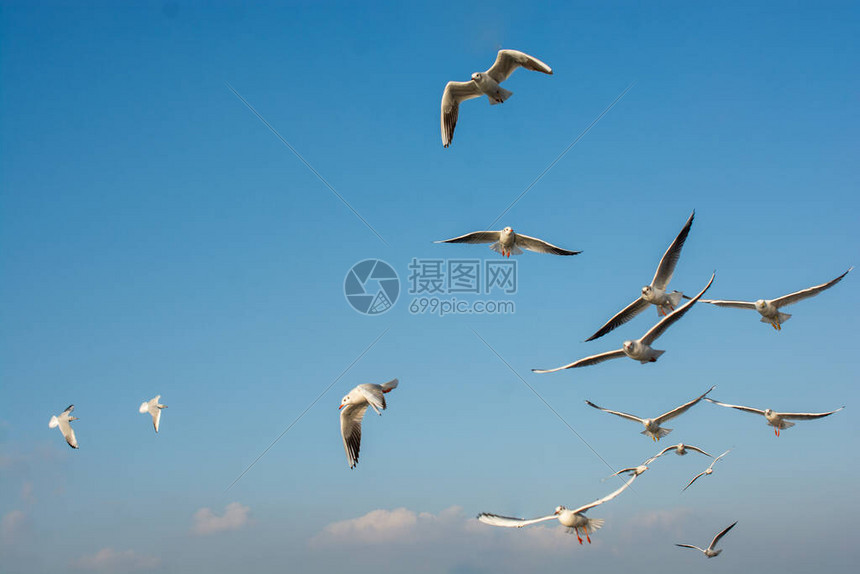 海鸥在天空中飞翔海鸥作为自由概高清图片下载-正版图片506575197-摄图网
