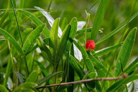 小红一朵小红花周围有绿叶红图片