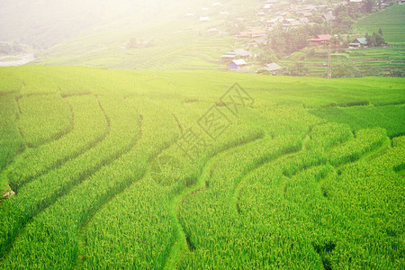 山背景下稻田的美丽阳光图片