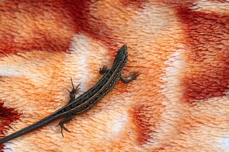 在地毯或床铺上睡觉的蜥蜴世界外来旅游者面图片