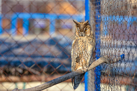 一只猫头鹰正坐在动物园的笼子里图片