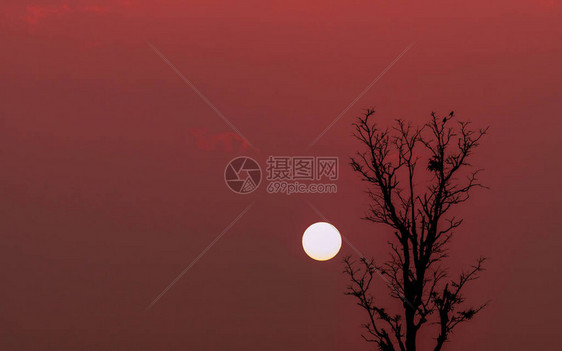 剪影夫妇鸟在无叶树和红色日落天空与复制空间的顶部大太阳的浪漫场面和日落时分的红色天空自然之美爱和图片