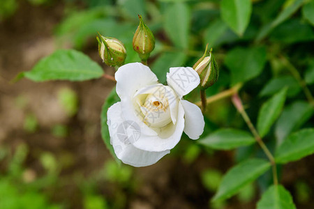 一朵大而精致的白玫瑰盛开图片