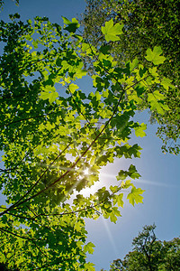 低角场景太阳的光线破碎穿过绿树的绿叶图片