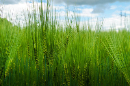 青绿色大麦,长的小溪在农业图片