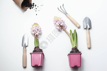 白色背景的花园工具和植物春园概念美丽的花朵文字场所图片