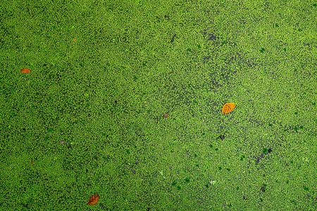 池塘中漂浮在水面上的绿色新鲜浮萍和干叶的顶部视图饲料鱼的蛋白质植物浮萍循环水养殖系统浮萍生长池水中背景图片