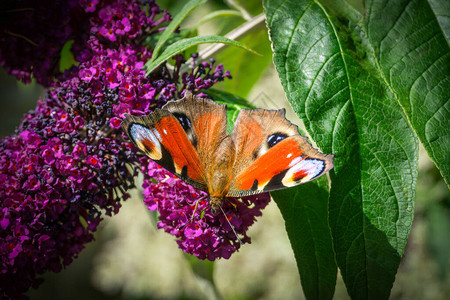 孔雀蝴蝶壮观的眼盆模式进化成惊恐或迷惑捕食者使它成为苏格兰最容易被识别和闻图片