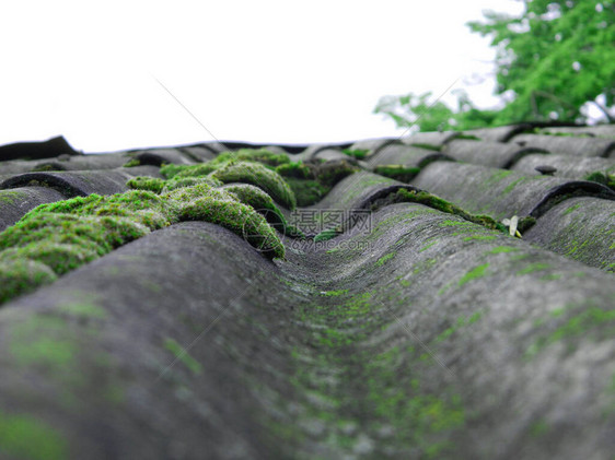 房子屋顶上的绿色苔藓图片