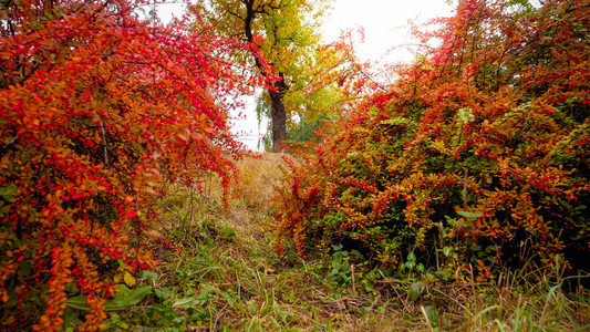 Beautfiul图片显示秋天公园种植的红图片