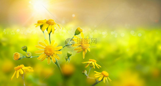 阳光明媚的野生草原和黄花早图片