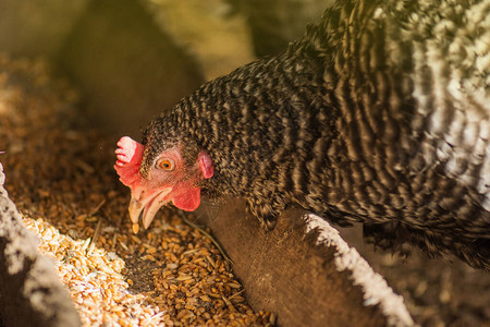 母鸡在舍里喂玉米与鸡群的农场业务鸡舍里的许多母鸡背景图片