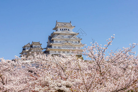 日本的樱花和姬路城图片