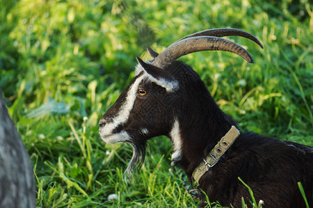 在绿色夏天草甸的黑山羊黑山羊的肖像图片