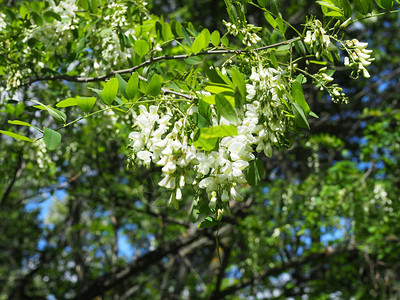 在阳光明媚的春天里带着白花和蓝天空开图片