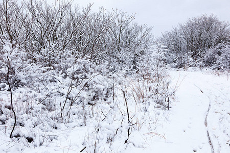 树枝下雪图片