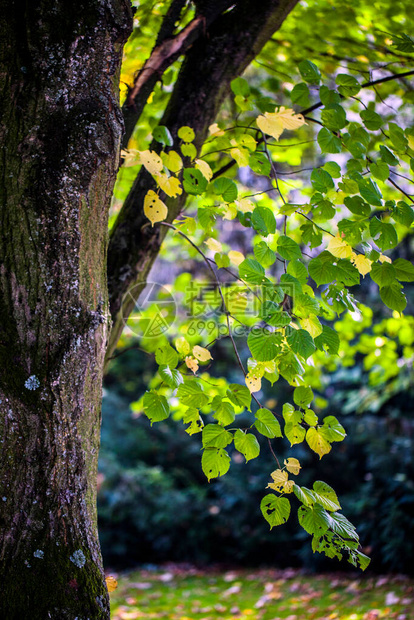 绿军主场迎战太阳三巨头火力全开