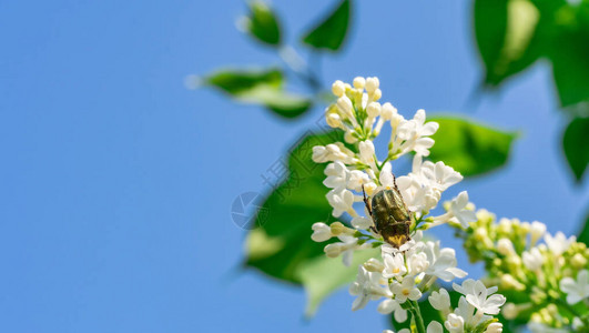 白色丁香花与金虫看着花蜜蓝色春天的空作为模糊背图片