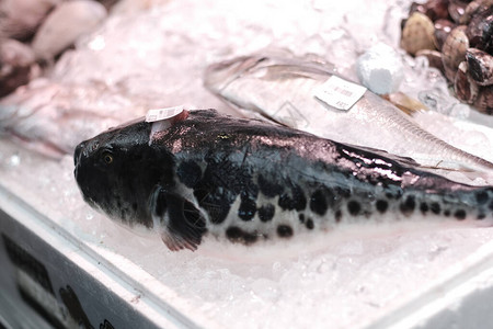 新鲜的生日本河豚鱼图片