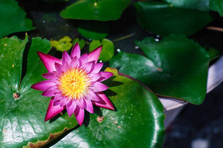 美丽的粉色和黄色莲花的顶端或水百合花绿图片