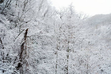 有雪背景的冬天森林图片