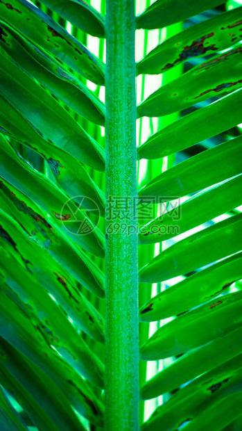 新鲜热带绿椰子棕榈叶图片