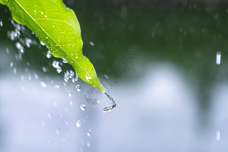 从绿叶上滴下近距离的雨水喷洒着水滴背景生态概念复制空背景图片