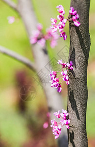 Cercissiliquastrum或犹大树图片