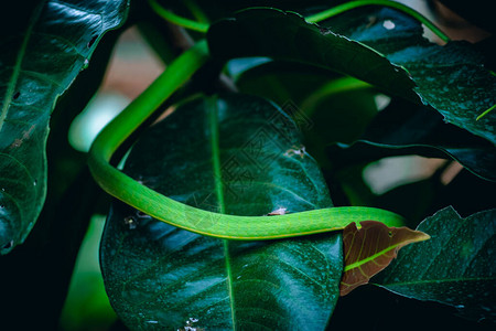 在热带自然绿叶树野生物自然概念上图片