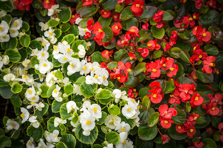 红花和白花不断膨胀的圣佛罗伦萨人在鲜花床图片