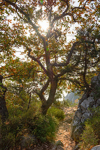 秋天的橡树林在阳光明媚的日子里图片