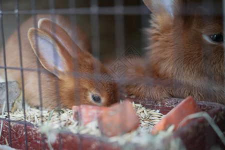 笼子里的小一家人的毛绒兔图片