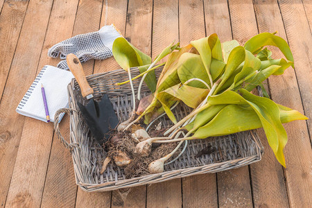 木制桌上植被结束后的杜图片