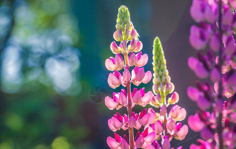 一朵五颜六色的粉红色盛开的羽扇豆花的特写图片