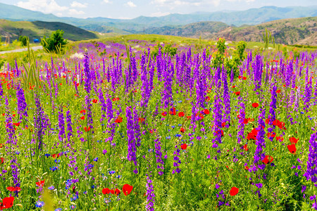 亚美尼亚夏季山田中美丽鲜艳的紫色花朵图片