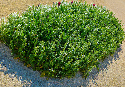 砾石沙绿植物路上的花坛图片