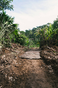 亚马孙农村道路有棕榈树木图片