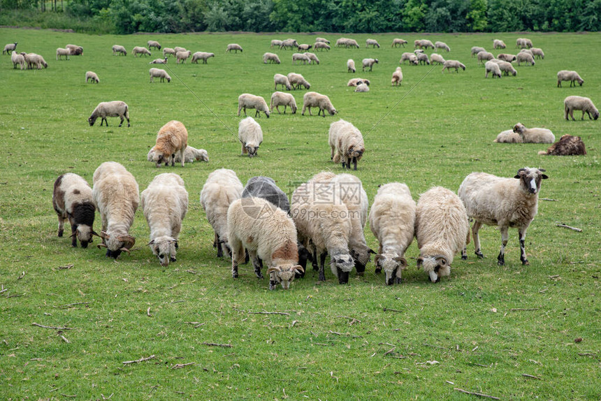 羊群在绿色牧场图片