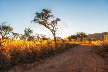 南非的萨凡纳景观图片